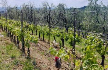 Agriturismo Luggiano - Foto 43