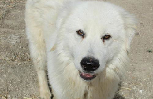 Il Pastore chic - Foto 23