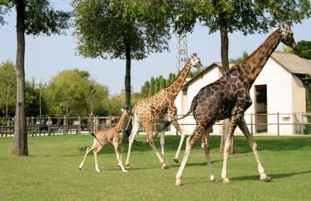 Villa Vittoria - Foto 33