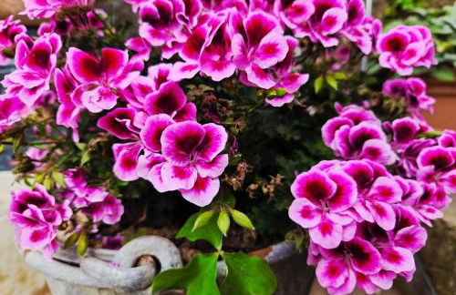 Dolce Vita Ciabaudo relax nella natura Badalucco - Photo 11