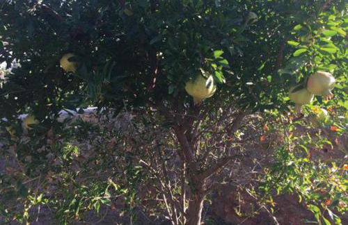 Villa Cleoboulos - Foto 75