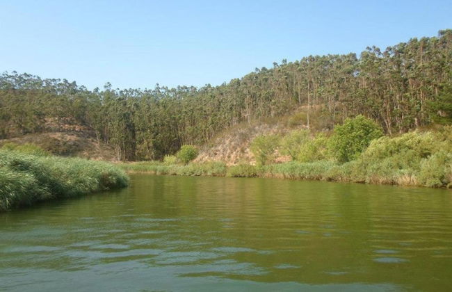 Quiet Cottage in Estate Casas da Cerca near Troviscais - Foto 33