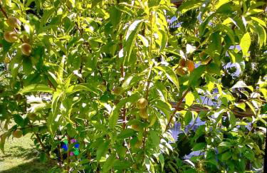 Ferienwohnung Galina 1 - Foto 16