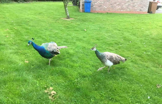 Cozy Dog Friendly Cottage Near Bridlington - Foto 12