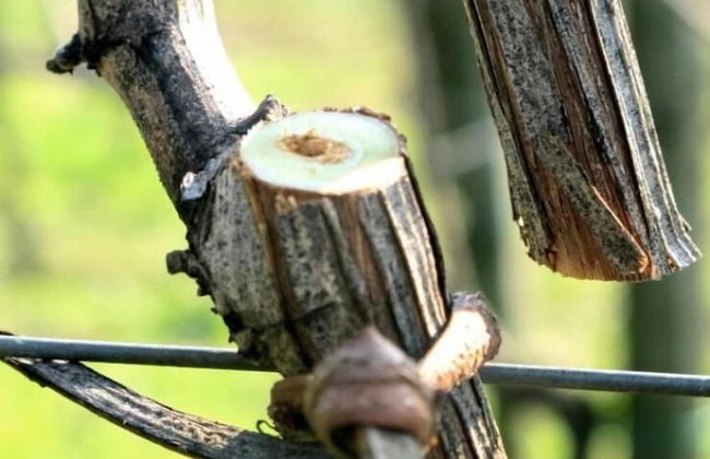 B&B Azienda Perconti - Foto 45