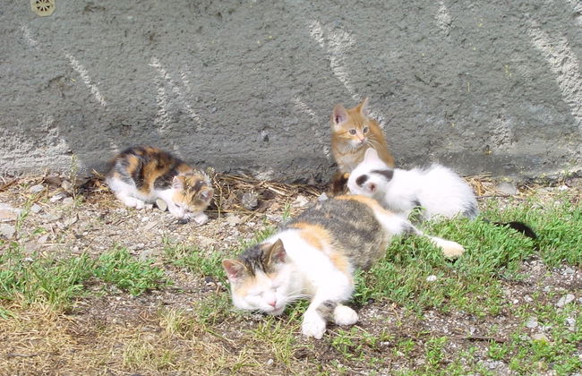 Schattaugut - Foto 18