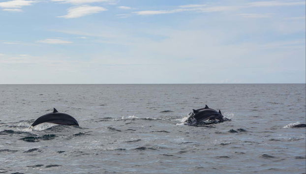Golfinhos em Bohol