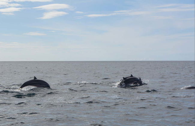 Avistamiento de delfines y ballenas en Bohol - Foto 1