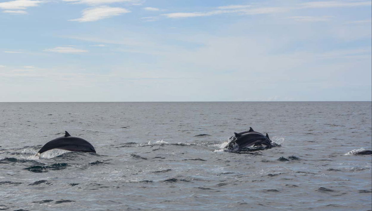 Delfines en Bohol