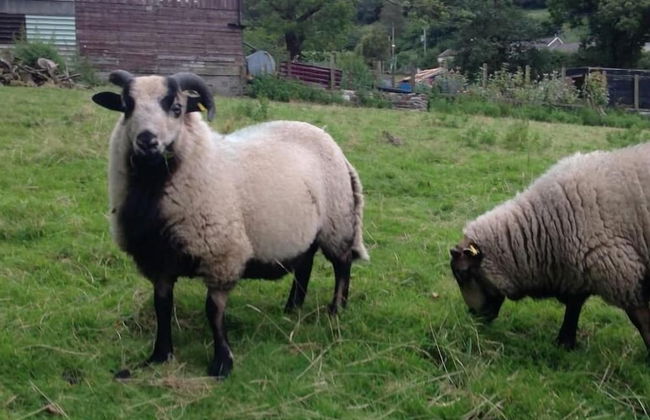 Penybryn Cottages - Foto 19