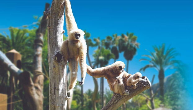 Palmitos Park - Foto 2