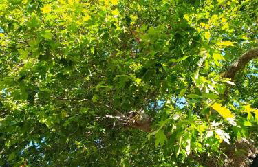 Small home of the Square Σπιτάκι της Πλατείας - Foto 8