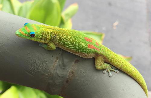 Beach Villas Kahaluu on Kona Coast - Foto 53