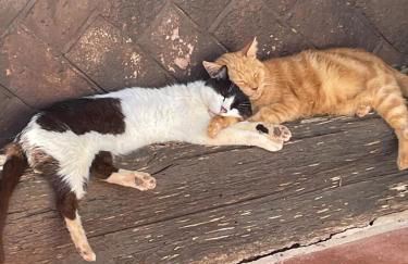 Agroturismo Matxani Gran - Foto 55