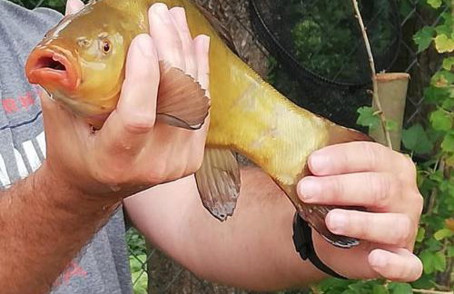 Pauza Drzewoszewo - Dom nad jeziorem - Foto 17