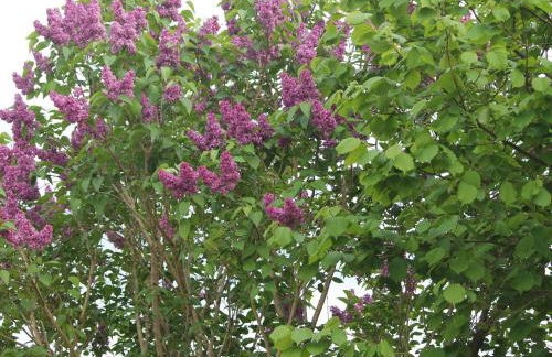 Schtsne Wohnung in Krtspelin in der Nhhe von Meer - Photo 31