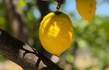 Sofia Luxury Apartments - Foto 65