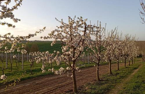 Domki w Winnicy - Świętokrzyska Winnica Knapów - Foto 6