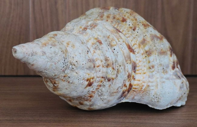 Casacharm - Praia do Preá - Foto 48