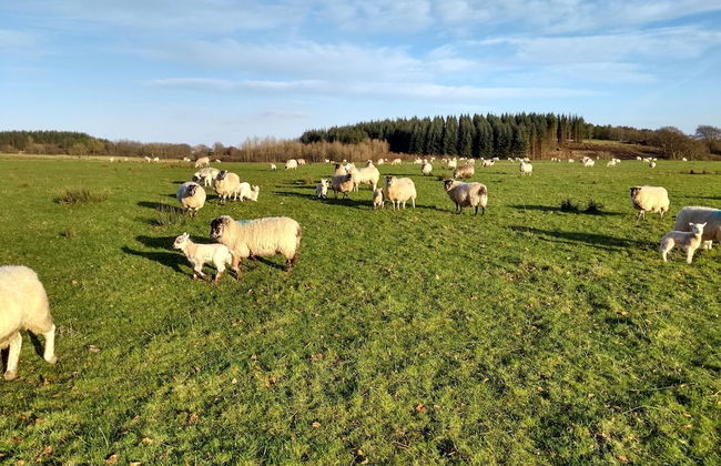 Cleeves Cabins, Arran Luxury Lodge With hot tub - Foto 22