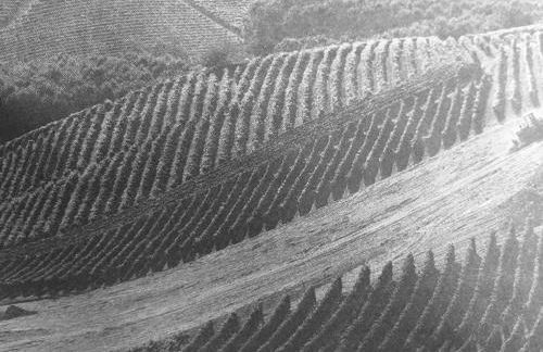 Sangrato 1883 - Foto 47