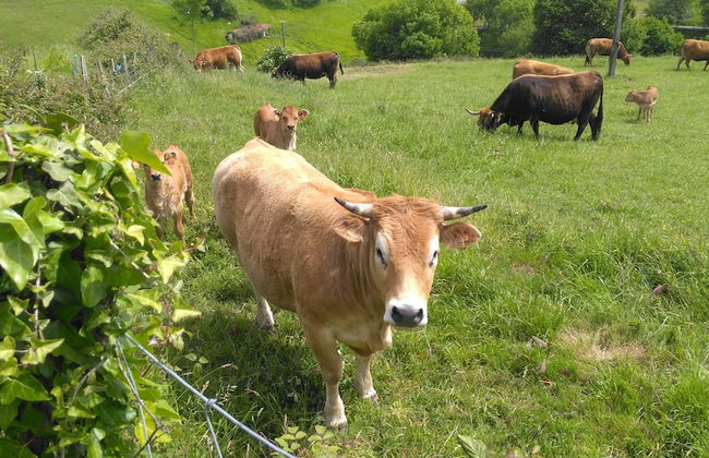 Casa Rural Aristondo - Photo 25