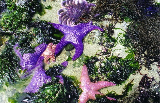 Qualicum Breeze Beach Resort - Photo 63