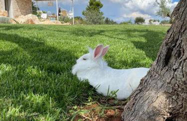 Borgo Del Tempo Ritrovato - Luxury Relais in Puglia - Foto 84