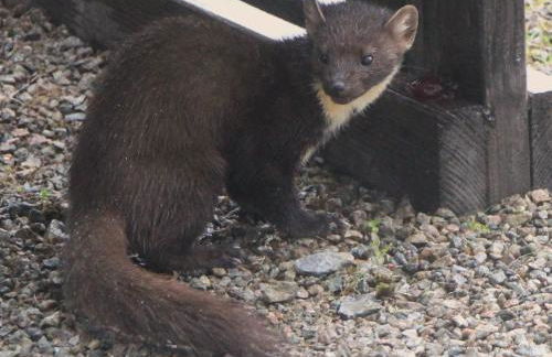 2 bed in Strontian CA046 - Photo 17