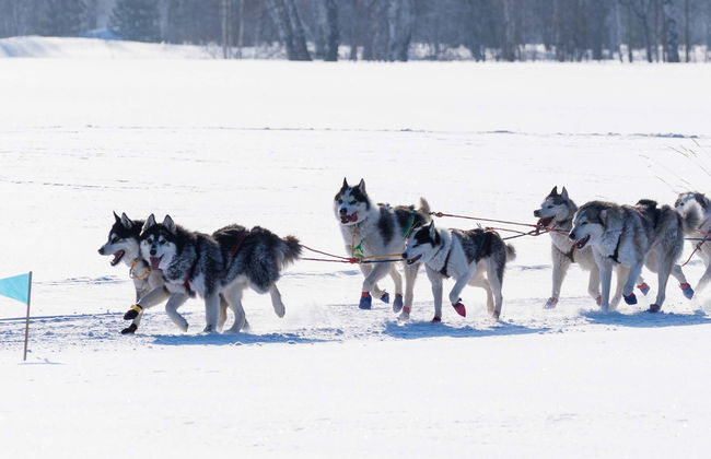 Giro in slitta trainata da cani a Grandvalira - Foto 6