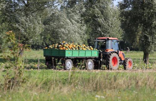 Agroturystyka Żuławiaczek - Foto 23