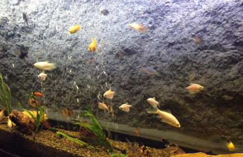 Casa da Fonte Gerês - Foto 104