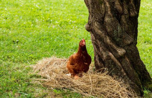 Agriturismo L'Acero Rosso - Foto 59