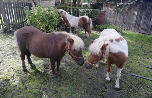 Agroturystyka Zielony Zakątek - Foto 38