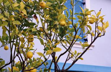 Villa Irini - Foto 37