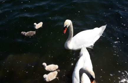 FeWo Direkt Am See - Malchow - Foto 15