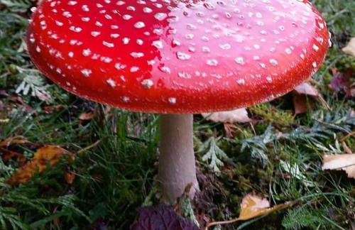 Charming 2-Bed Cabin in Domfront-en-Poiraie - Foto 31