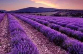 Finca Bernia Experience - Foto 60