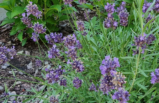 Apart Ladner - Foto 25