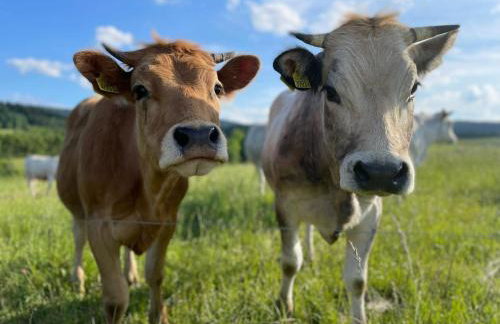 Pastelova Krova - domki w Bieszczadach - Foto 38