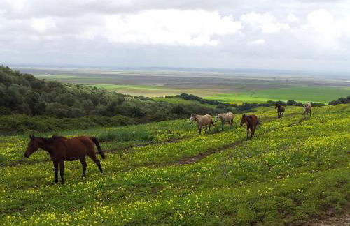 Cortijo El Triguero N-398 Ctra Carmona – El Viso del Alcor Km 18 - Foto 32