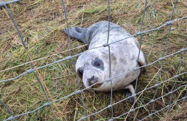 Pond View - Cottage with beautiful views - Dogs welcome by request - Foto 33
