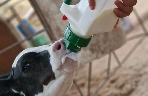 El Racó dels Mussols 1 - Foto 29