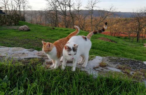 Quinta dos Carvalhais - Serra da Estrela - Foto 53