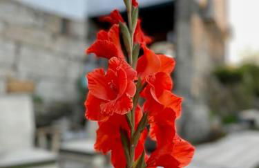 VIVA Countryside House - Foto 33