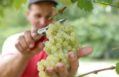 Tenuta Santomè - Foto 53