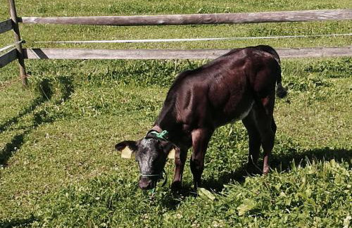 Allgäu Ferienhof Schönberger - Photo 36