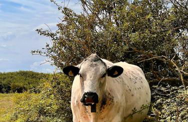 Fisherman's Cottage - Foto 40