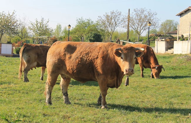 Agroturismo La Casa Vieja - Foto 22