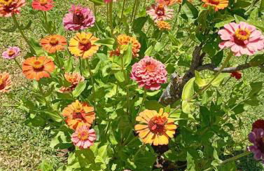 Eirini's House Corfu - Foto 29